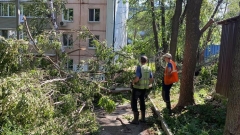 Больше 100 поваленных деревьев вывезено с улиц АГО