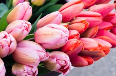 Артемовцы могут купить цветы к 8 марта на нескольких торговых площадках