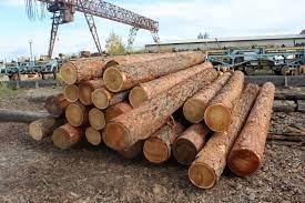 Генпрокуратура России направила в суд уголовное дело в отношении участника организованной группы, осуществлявшей контрабанду из России в Китай ценных пород древесины