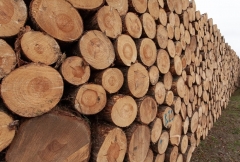 В Хабаровске и Артеме будут судить две крупных ОПГ лесных контрабандистов