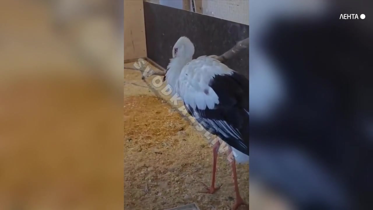 �������� ������ �������������� ����� �� ������ ����������� � �����������