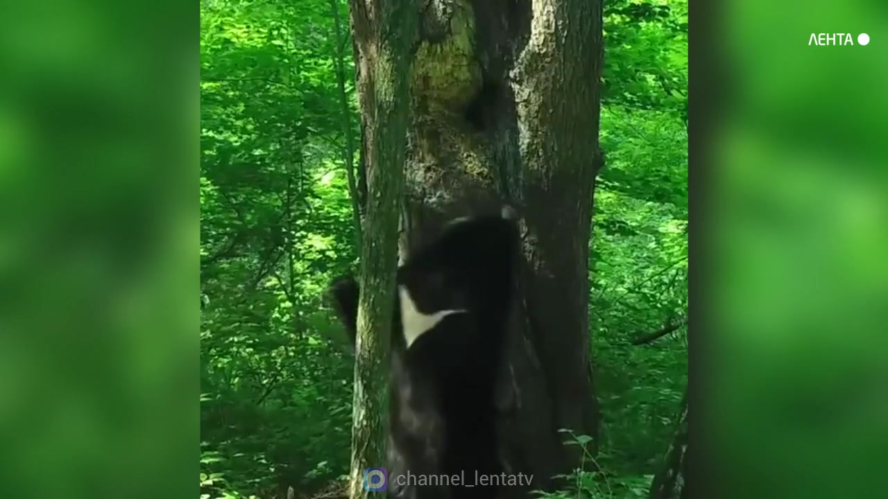 ������������ ����������� ����� �������� ����������� 92 ����
