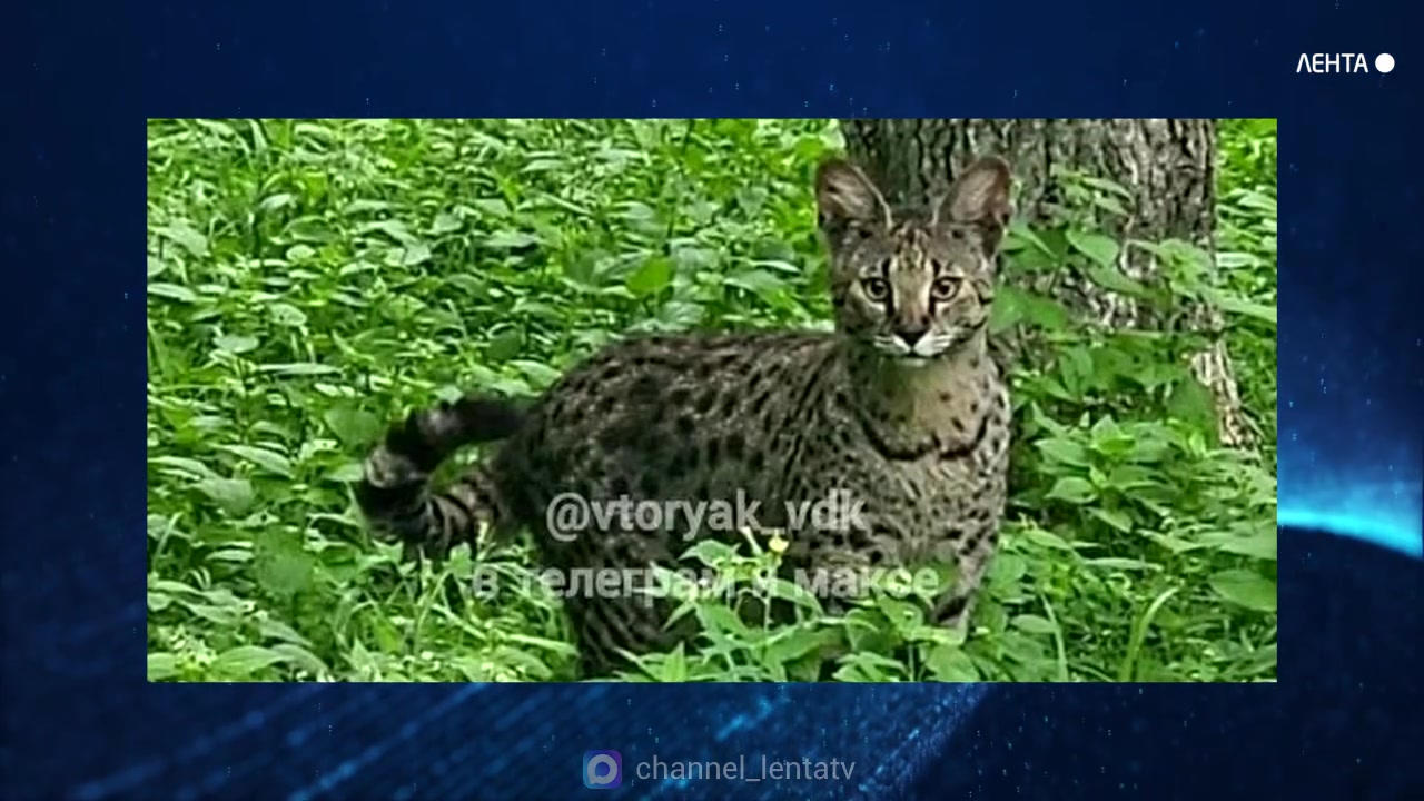 �� ������������ �� ������ �������� ������� � ������������ �������