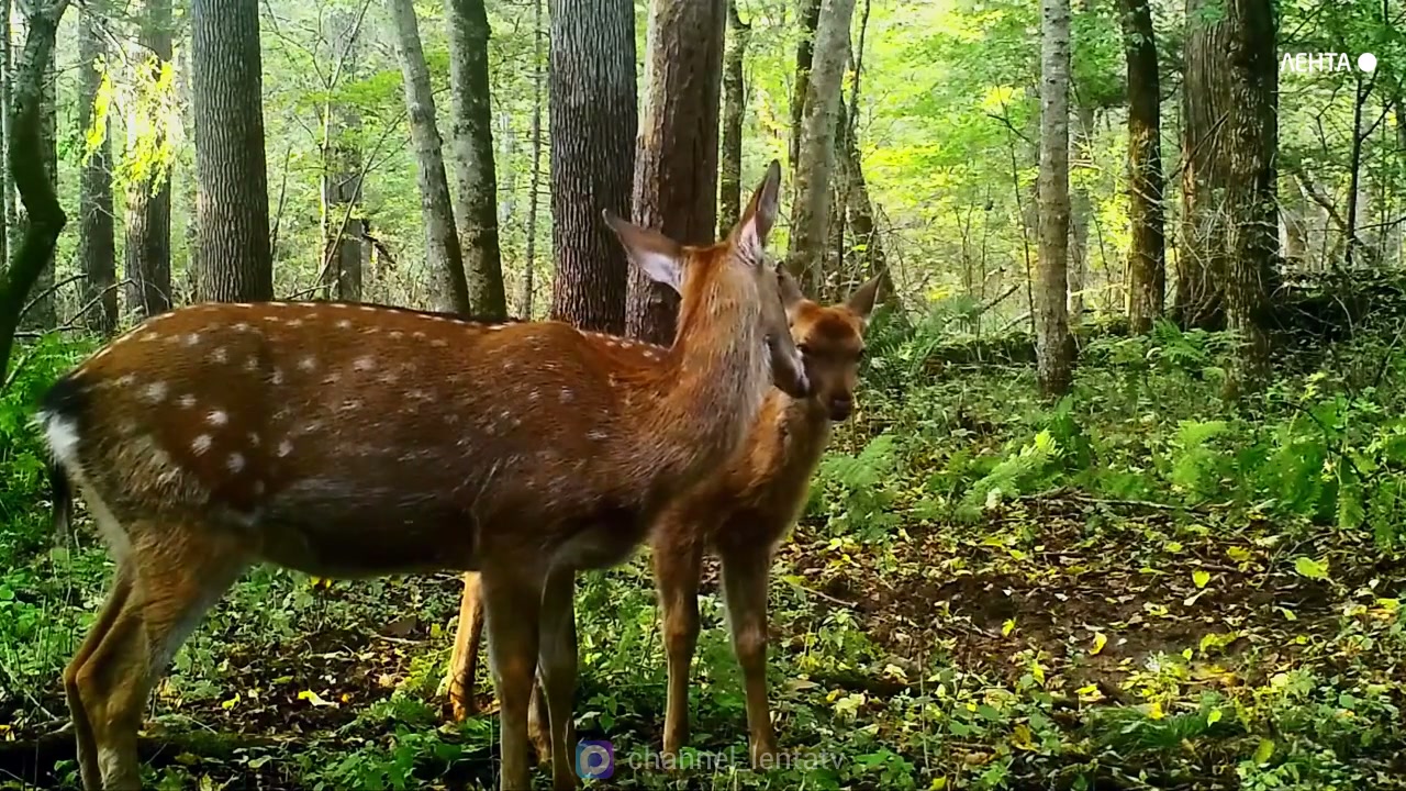 � ������ �������� ��������� ��� ����� ���������� ��� ����� �������